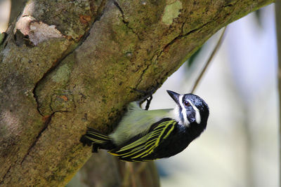 Close-up of bird perching on tree trunk