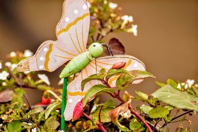 Close-up of insect on plant