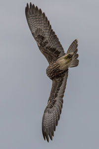 Low angle view of eagle flying against clear sky