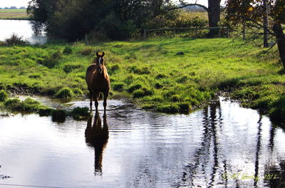 Horse on field by lake