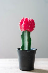 Close-up of potted plant on table