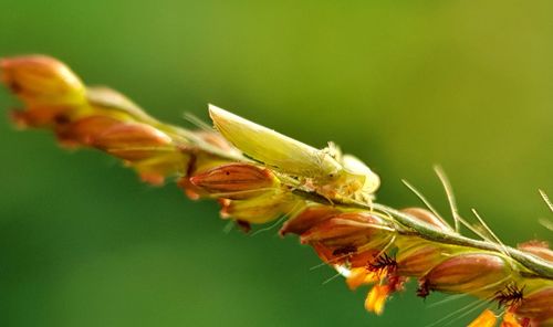 Close-up of insect on flower