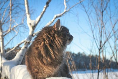 Close-up of cat on snow covered tree