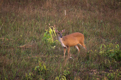 Deer on grassy field