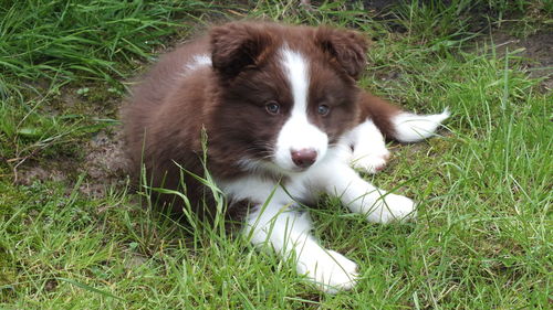 Portrait of dog on grass