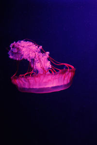 View of jellyfish swimming in sea