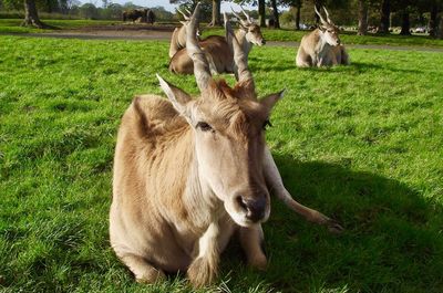 Animal in a field