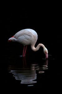 Side view of flamingo in lake