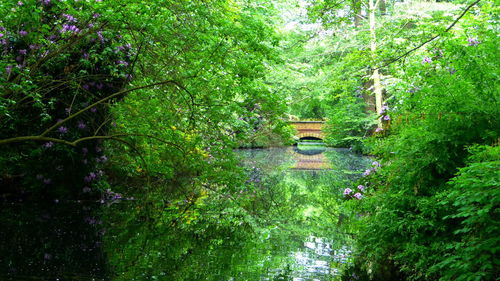 Plants and trees in forest