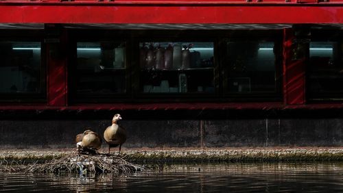 View of birds in lake