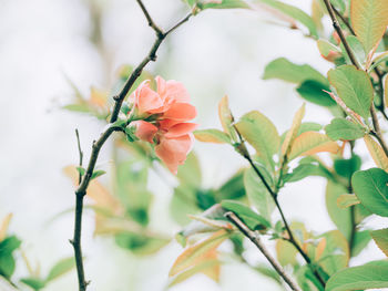 Close-up of flowering plant