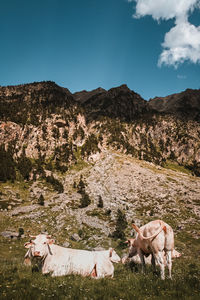 View of a horse on field