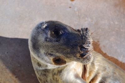 Close-up of monkey against blurred background