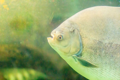 Close-up of fish swimming in sea