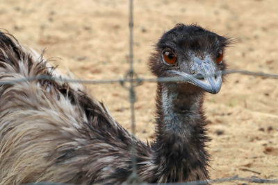 Close-up of ostrich on land