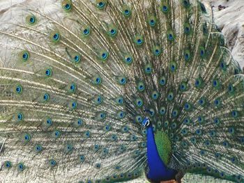 Close-up of peacock feathers