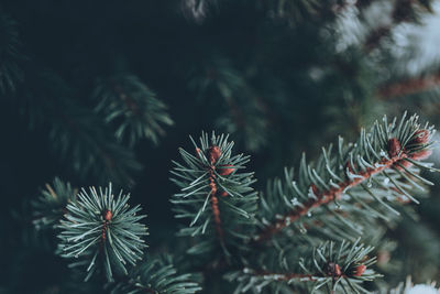 Closeup of dark moody green fir branches