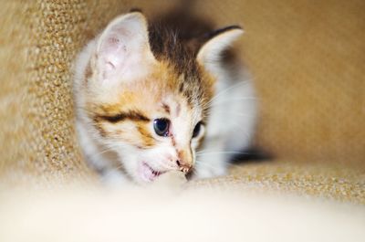 Close-up of kitten