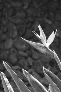 Close-up of flower