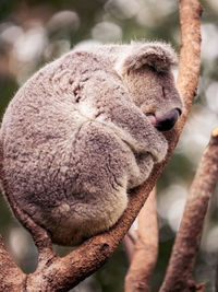 Close-up of koala sleeping on tree