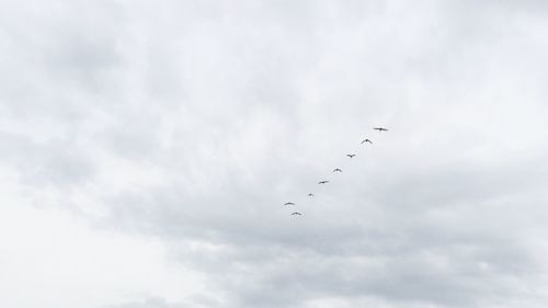 Low angle view of birds flying in sky