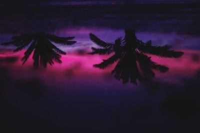 Close-up of silhouette palm tree against sky at sunset