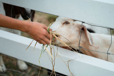 Cropped hand feeding grass to goat through fence