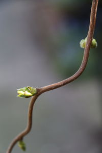 Close-up of flower buds growing outdoors