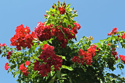 Low angle view of red flowers blooming against sky