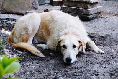 Close-up of dog lying down