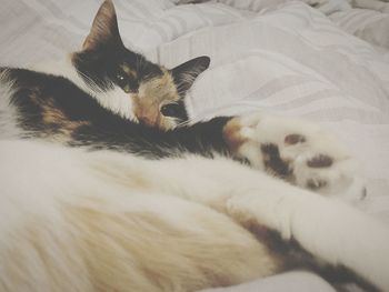Close-up of cat relaxing