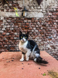 Portrait of cat