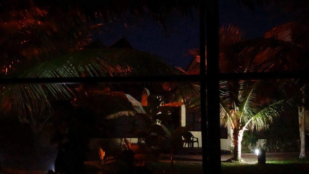 VIEW OF PALM TREES AGAINST SKY AT NIGHT