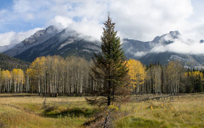Scenic view of pine trees on field against sky
