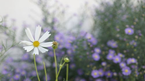 Close-up of white flowers