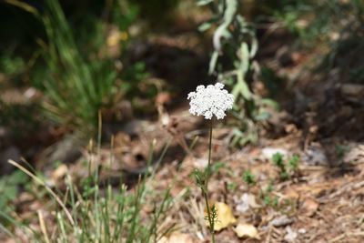 Close-up of flowers blooming on field