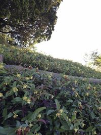 Trees growing against clear sky