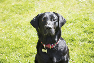 Portrait of black dog on field