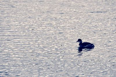 View of ducks swimming on lake