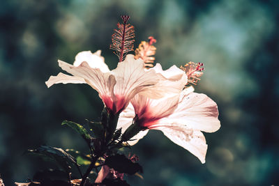 Close-up of wilted flower against blurred background