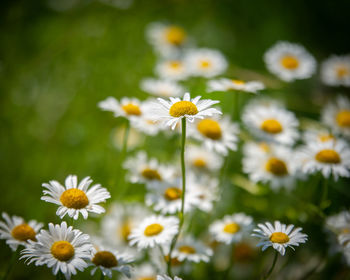 Close-up of white daisy flowers