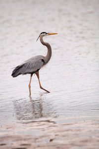 View of a bird on a lake