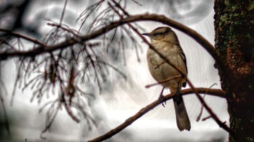 Close-up of bird perching on branch