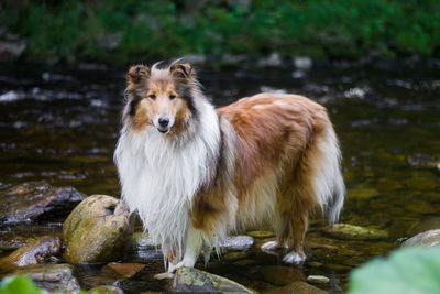 Portrait of dog standing on rock in stream