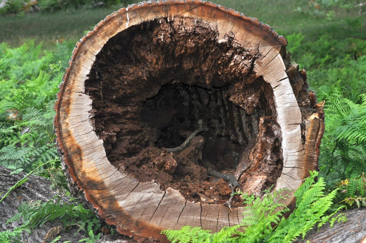 HIGH ANGLE VIEW OF TREE STUMP