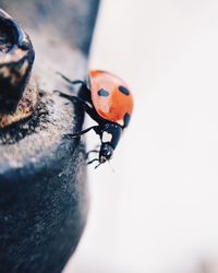 Close-up of ladybug on metal