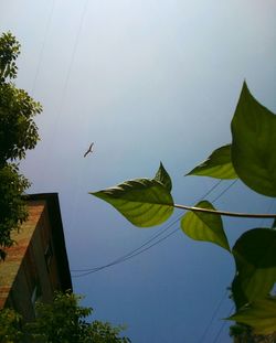 Low angle view of trees against clear sky