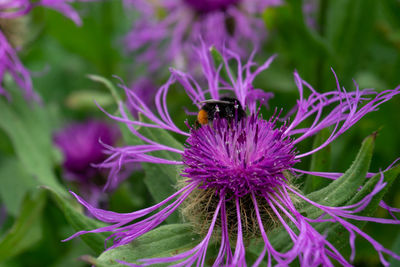 Close-up of bee pollinating on purple flower