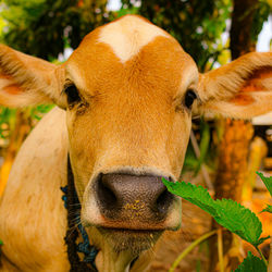 Close-up of cow