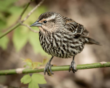 Close-up of bird perching on branch